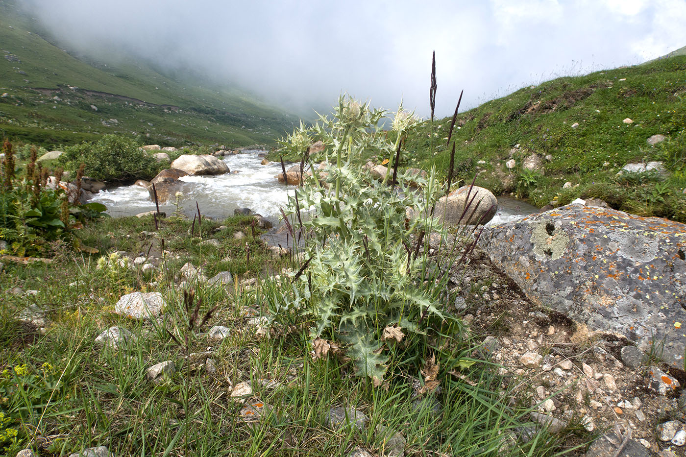 Чайнашки, image of landscape/habitat.