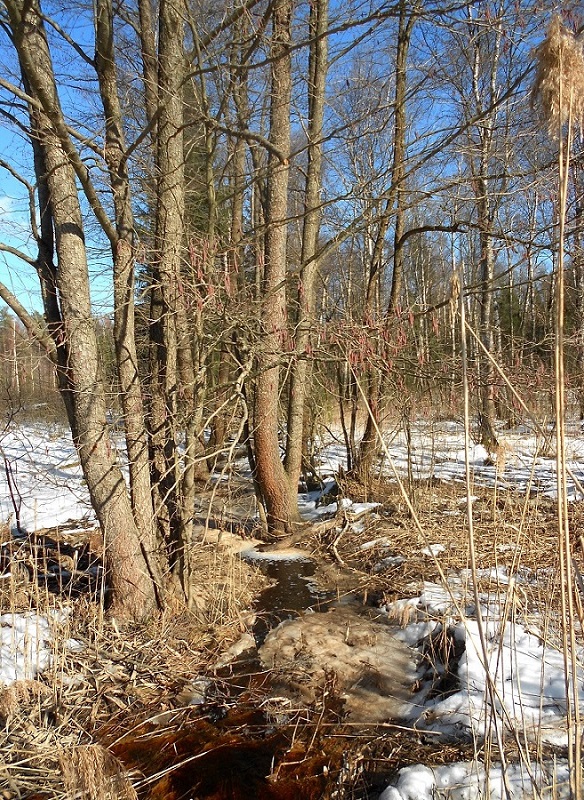 Электрогорск и его окрестности, image of landscape/habitat.