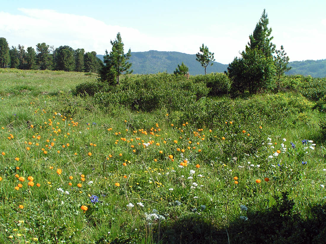 Семинский перевал, image of landscape/habitat.