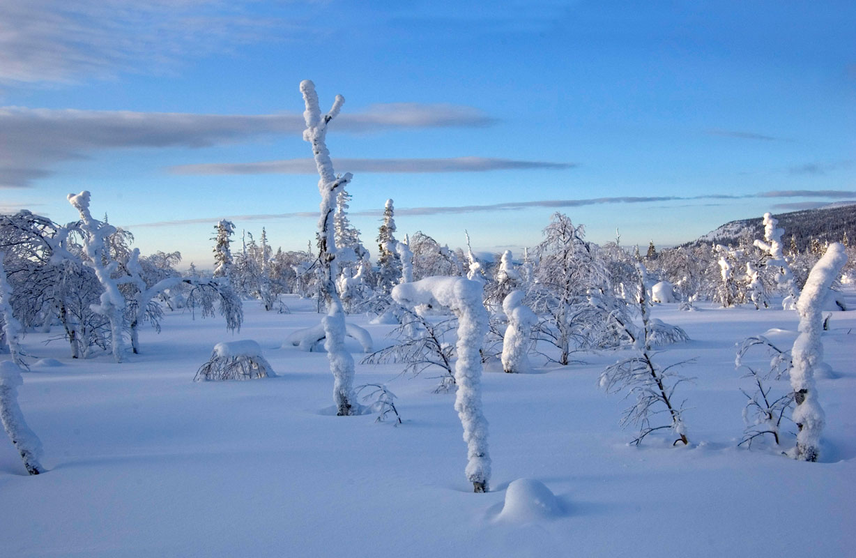 Окрестности горы Поперечная, image of landscape/habitat.