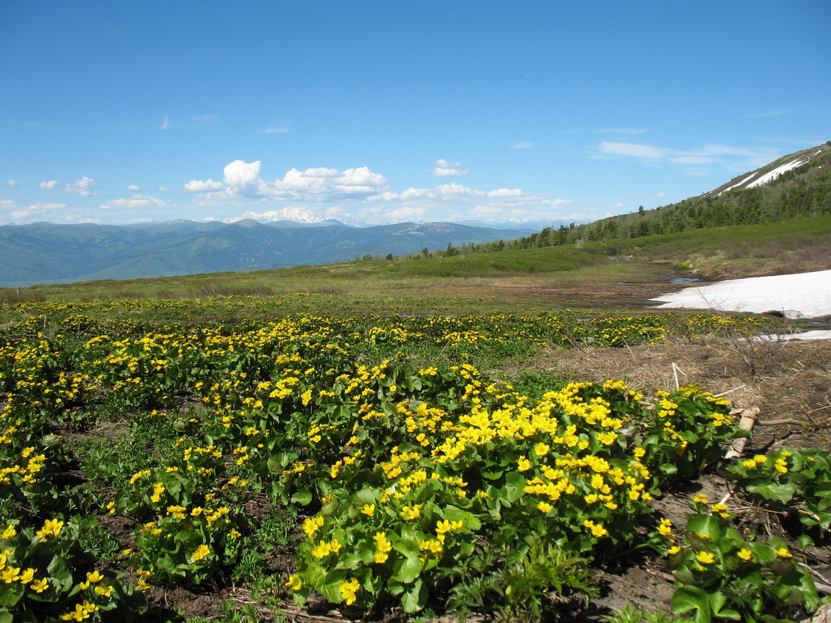 Перевал Бурхат, image of landscape/habitat.