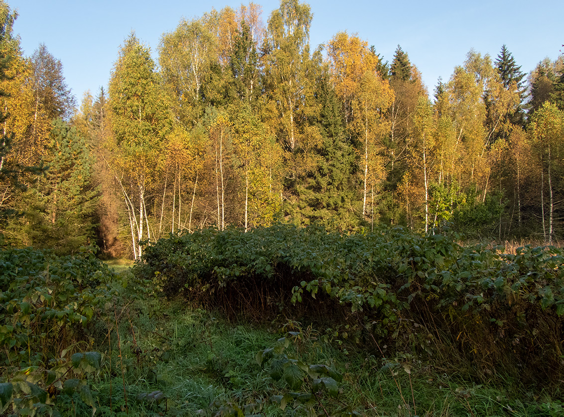 Замятино, image of landscape/habitat.