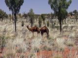 Uluru - Kata Tjuta, изображение ландшафта.