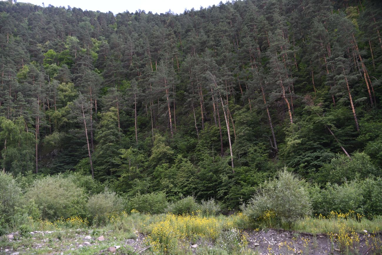 Нижнее течение реки Гулойхи, image of landscape/habitat.