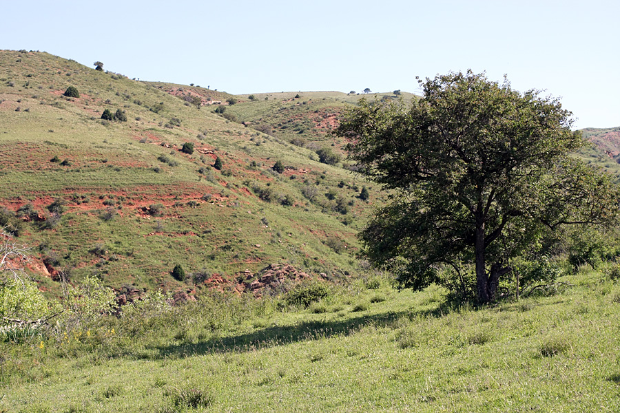 Ущелье Кызылбулак, image of landscape/habitat.