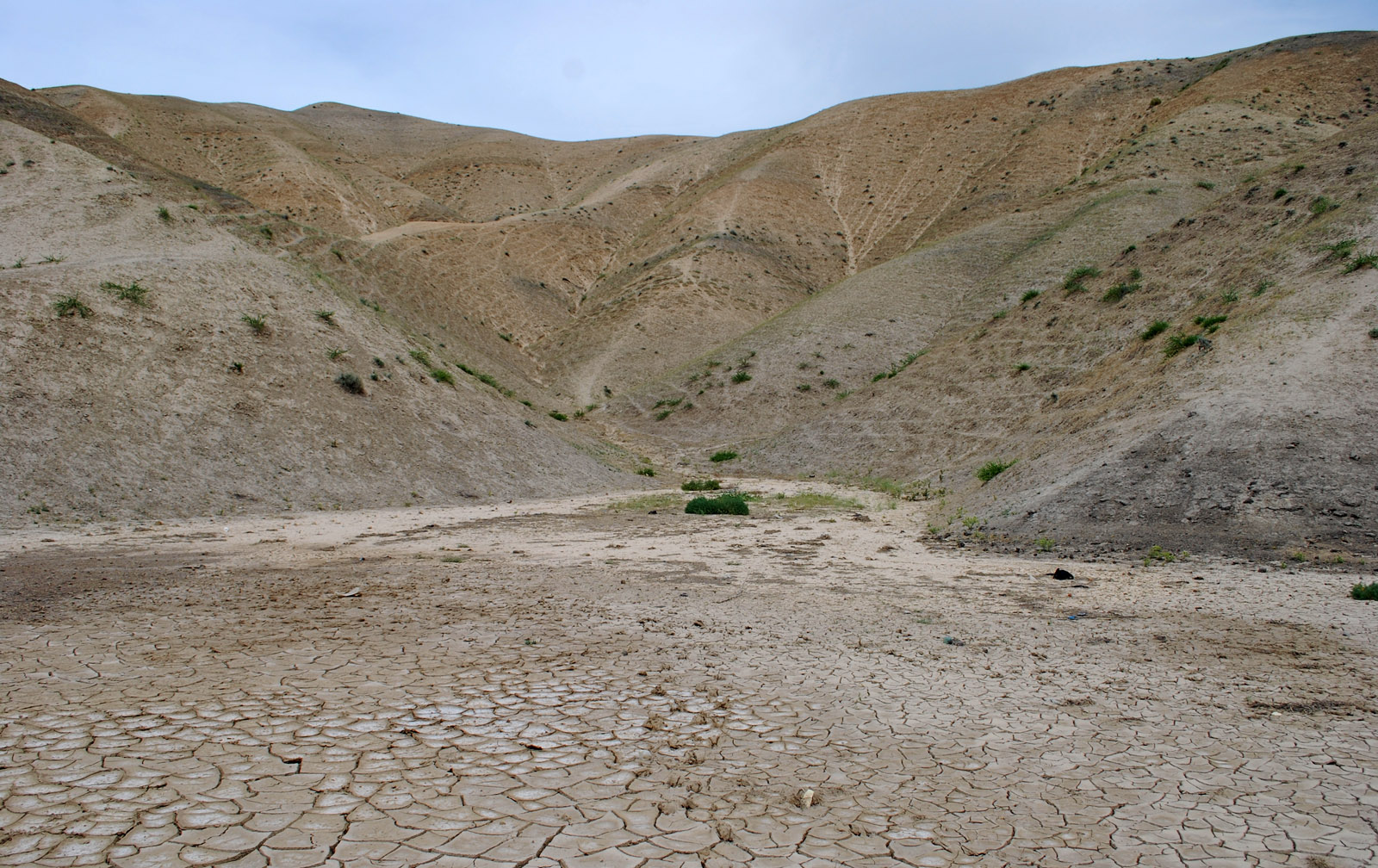 Адыры в окрестностях Андижана, image of landscape/habitat.