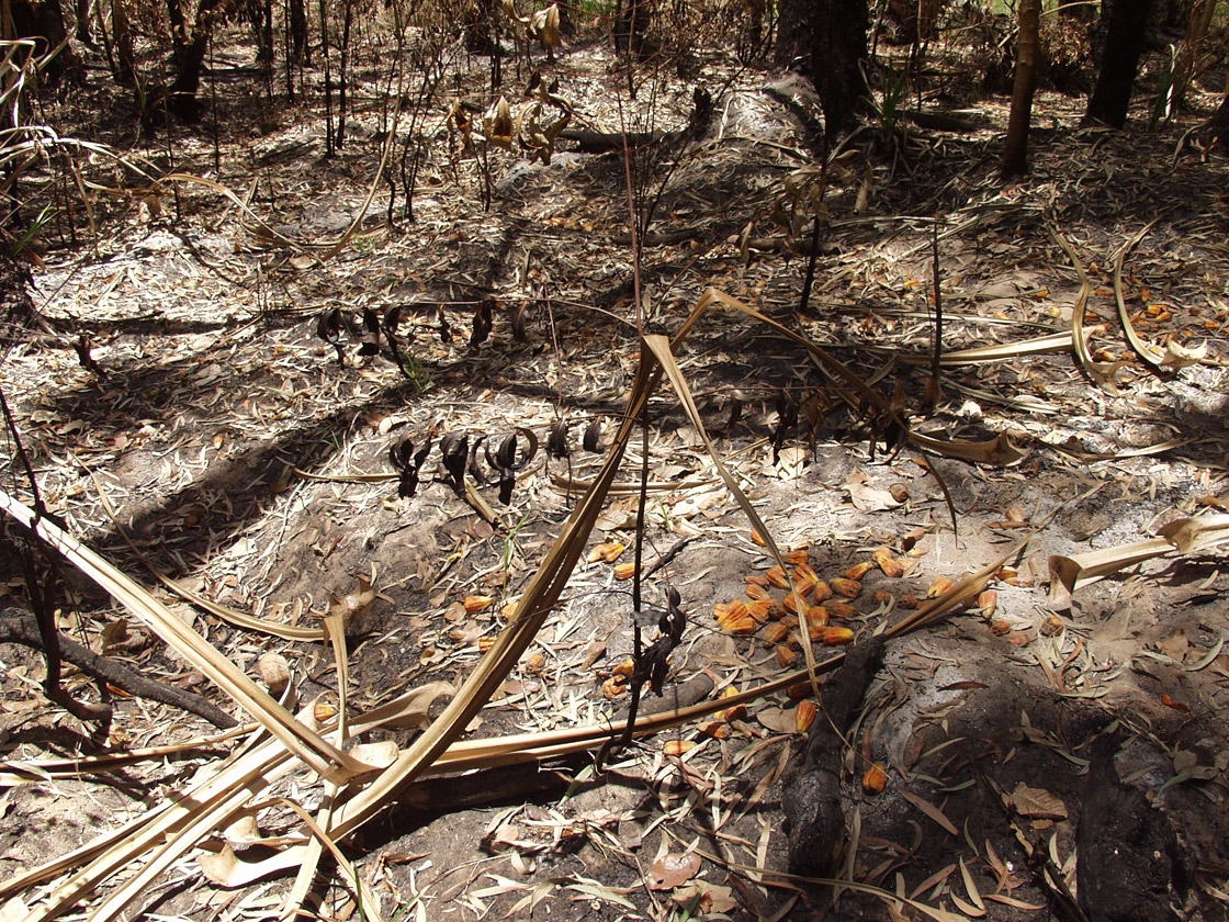 Kakadu, image of landscape/habitat.