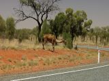 Uluru - Kata Tjuta, image of landscape/habitat.