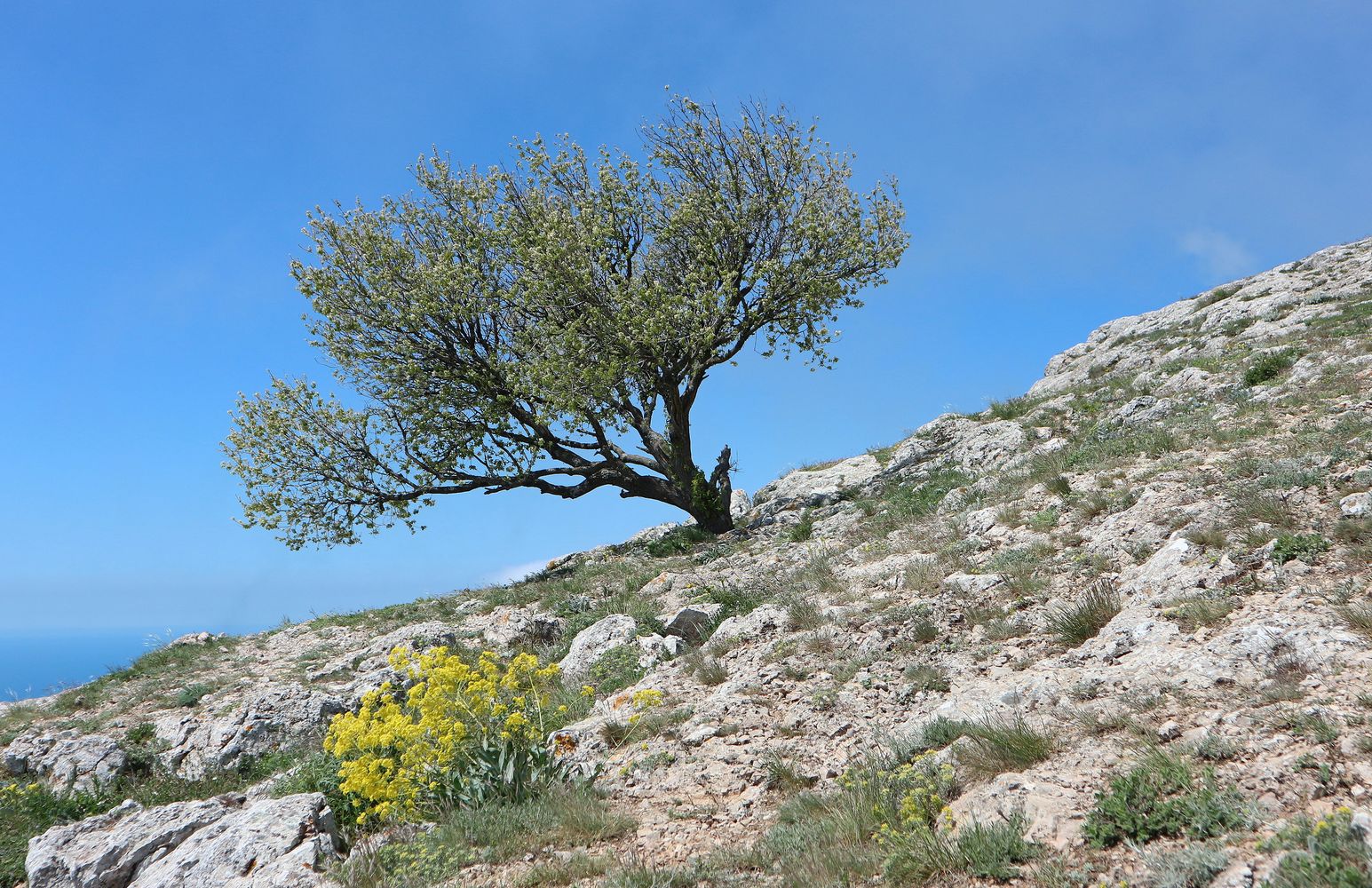Ильяс-Кая, image of landscape/habitat.
