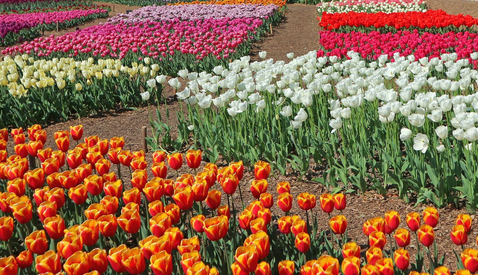 Никитский ботанический сад, изображение ландшафта.