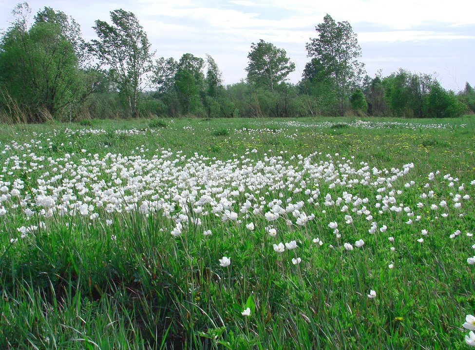 Устье Иркута, image of landscape/habitat.