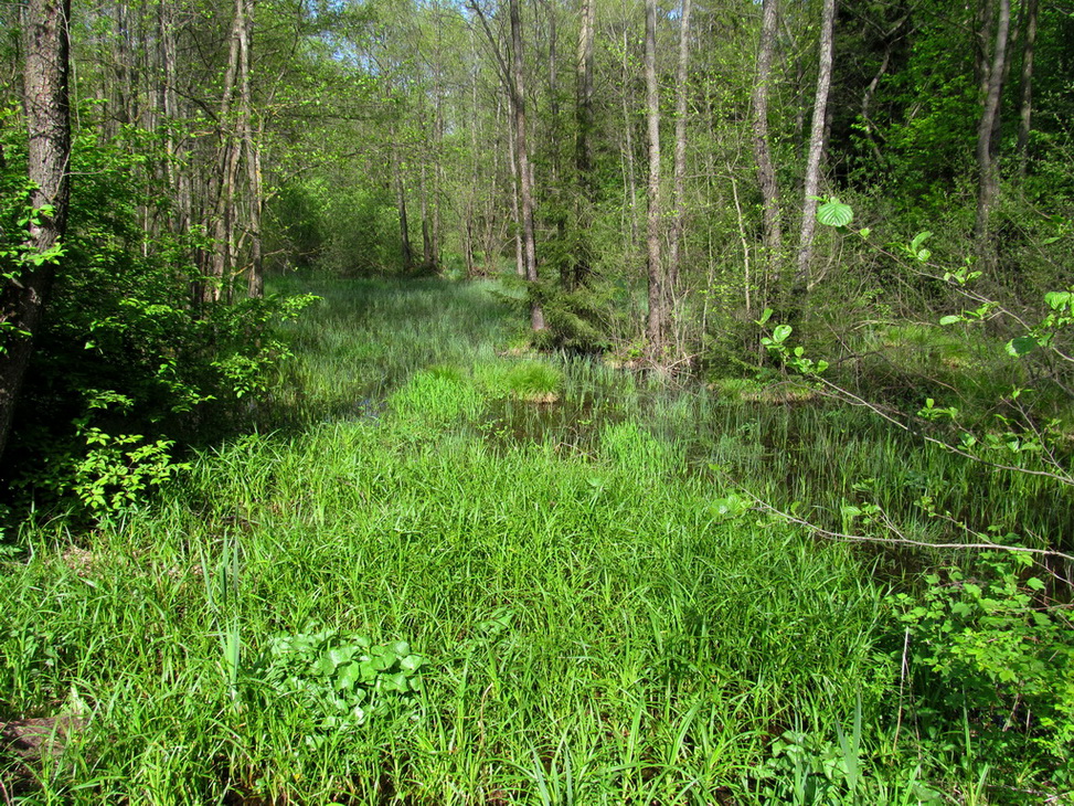 Попковицкий Лес, image of landscape/habitat.