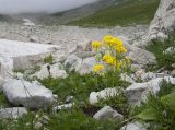 Юго-восточный отрог Оштена, image of landscape/habitat.