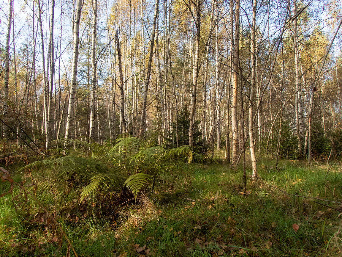 Замятино, image of landscape/habitat.