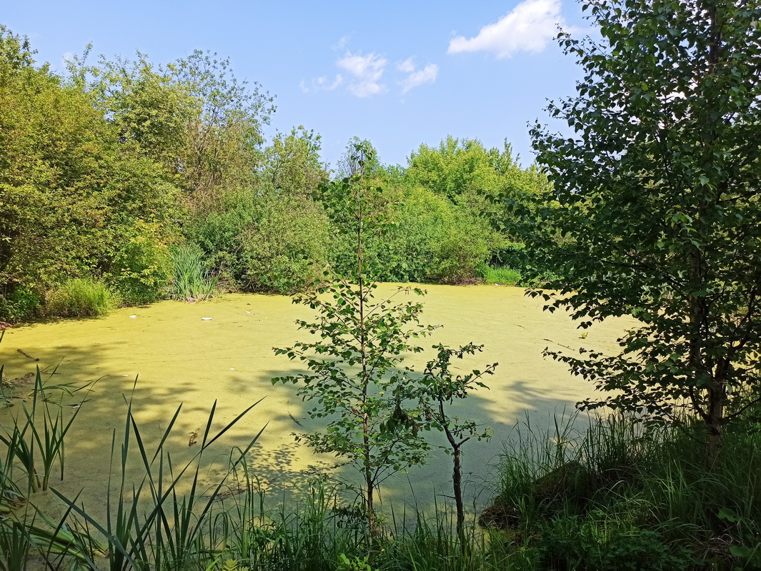 Климовск, image of landscape/habitat.