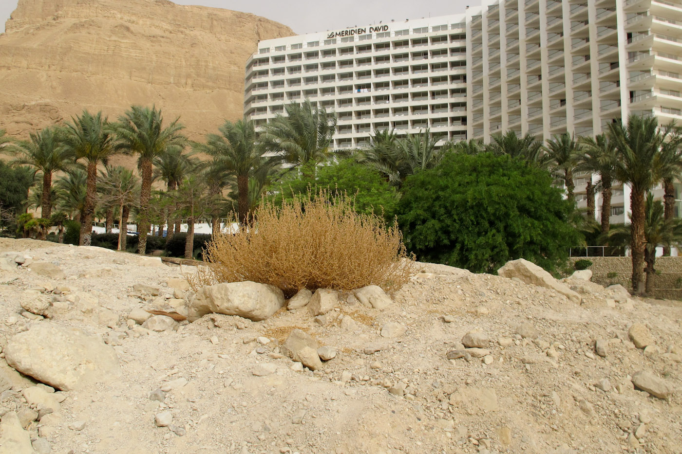 Мёртвое море, image of landscape/habitat.
