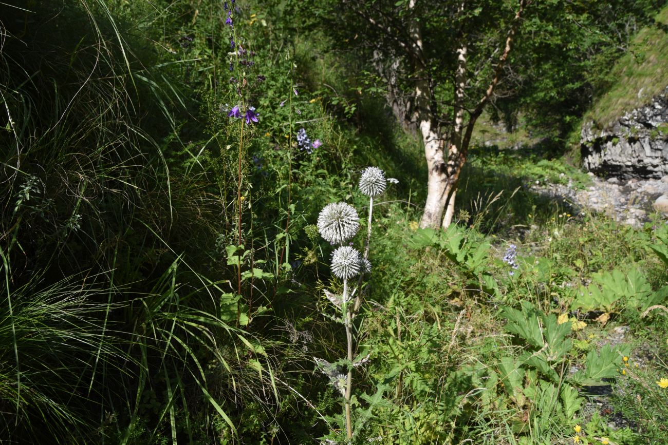 Выше водопада Цеси, image of landscape/habitat.