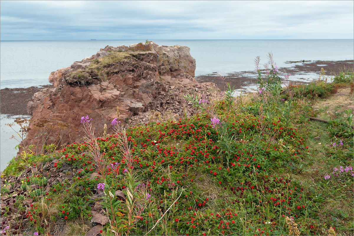 Аметистовый берег, image of landscape/habitat.