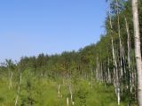 НПП "Деснянско-Старогутский", image of landscape/habitat.