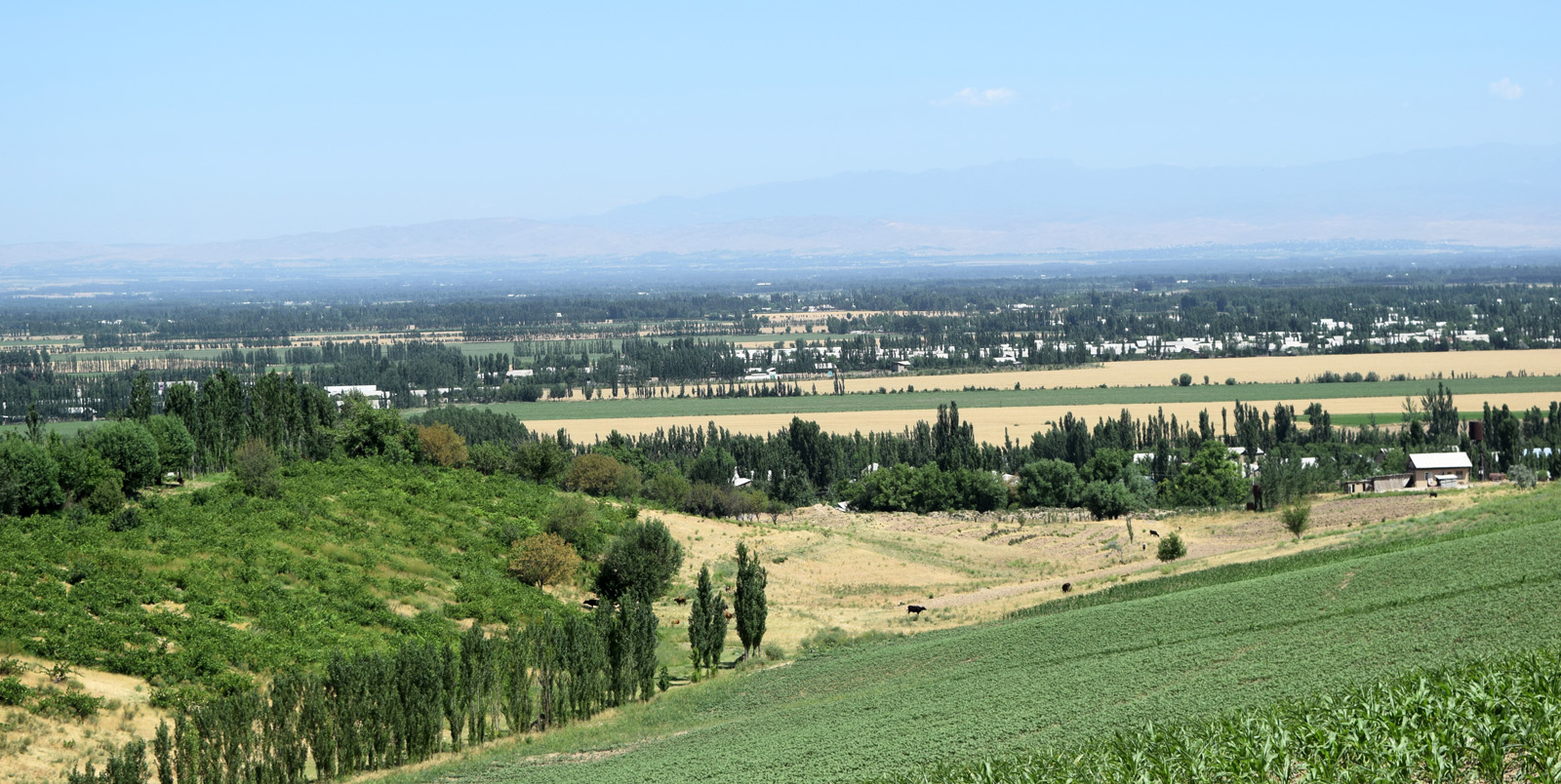 Адыры в окрестностях Андижана, image of landscape/habitat.