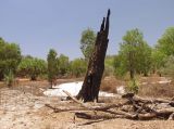 Kakadu, image of landscape/habitat.