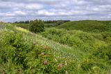 Окрестности города Стерлитамак, image of landscape/habitat.