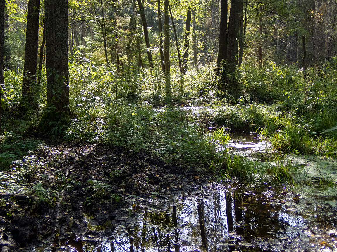 Замятино, image of landscape/habitat.