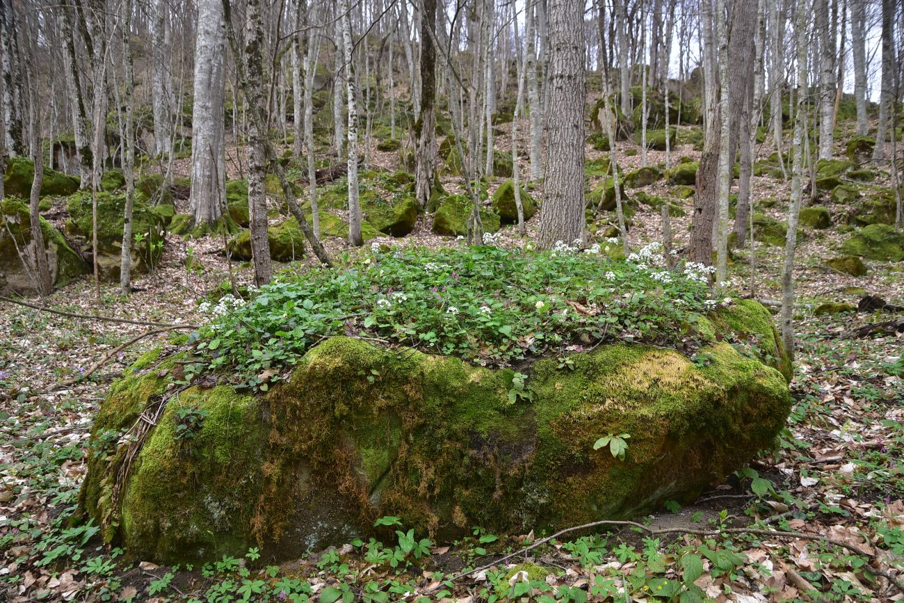 Долина ручья Сюк, изображение ландшафта.
