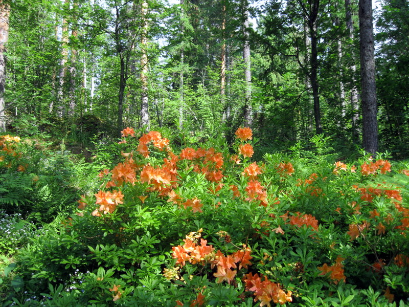 Арборетум Мустила, image of landscape/habitat.