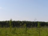 НПП "Деснянско-Старогутский", image of landscape/habitat.