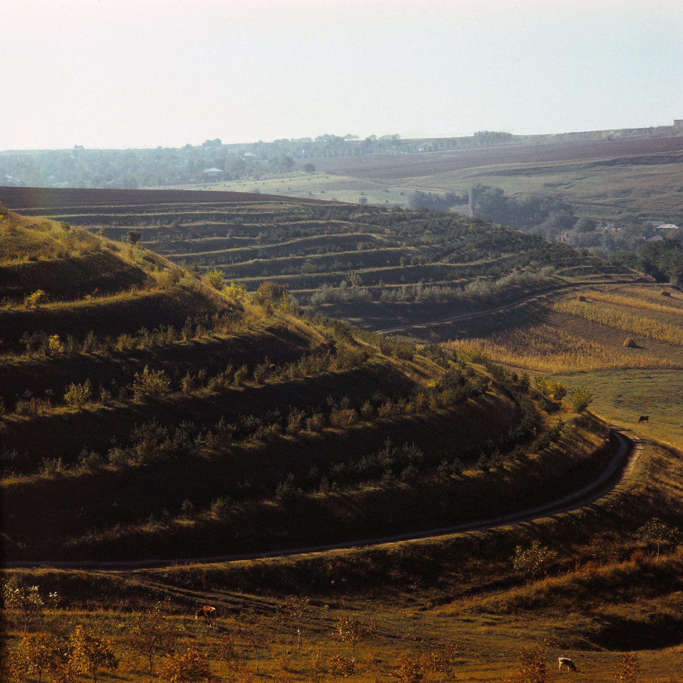 Село Хилиуцы, image of landscape/habitat.