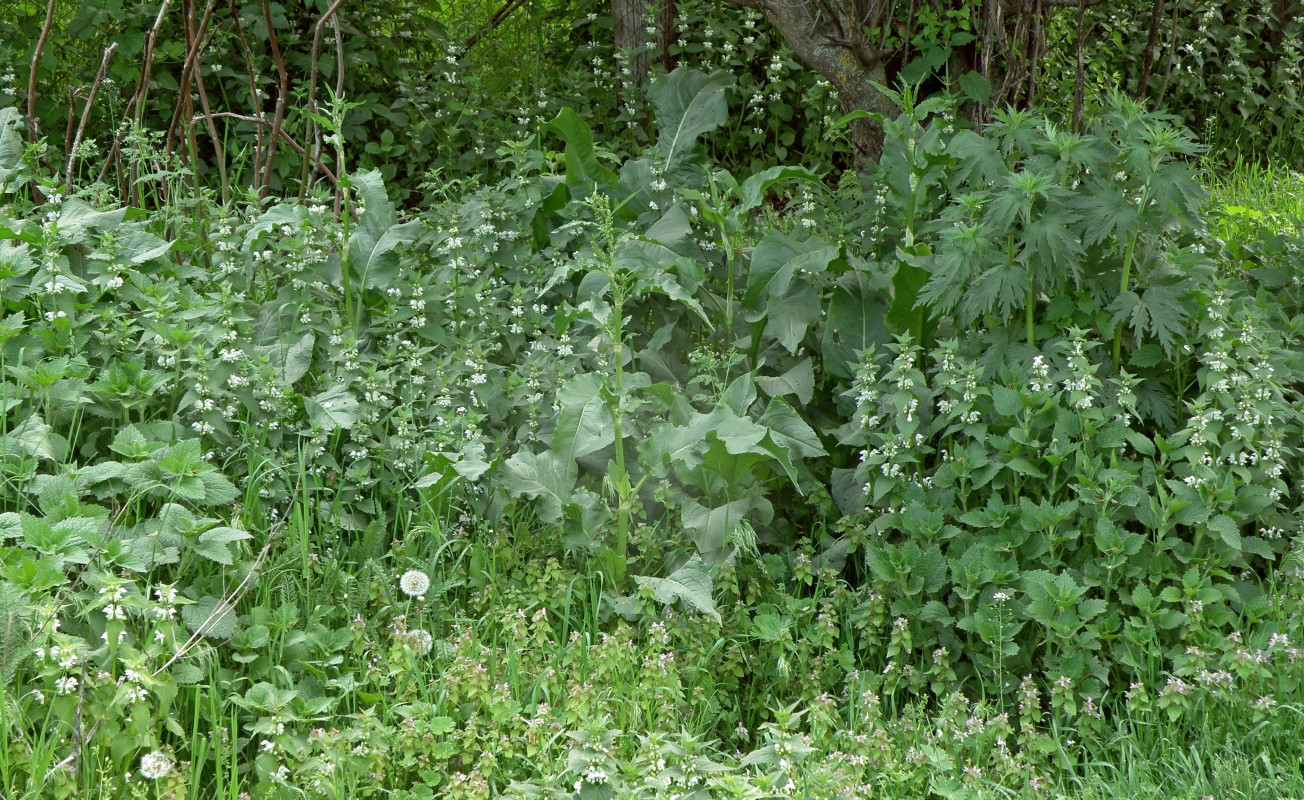 Станица Крыловка, image of landscape/habitat.