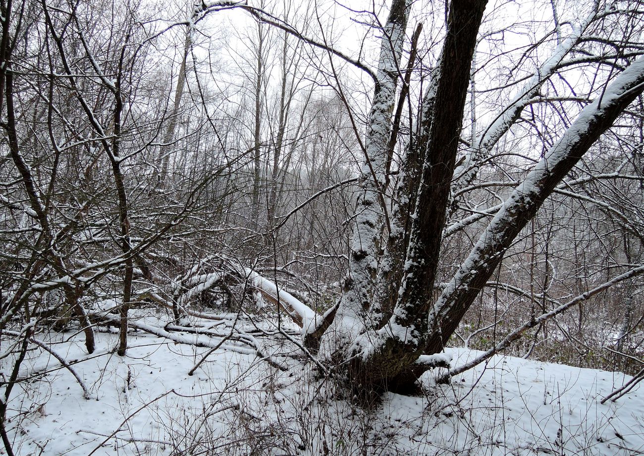 Лесопарк Пышки, изображение ландшафта.