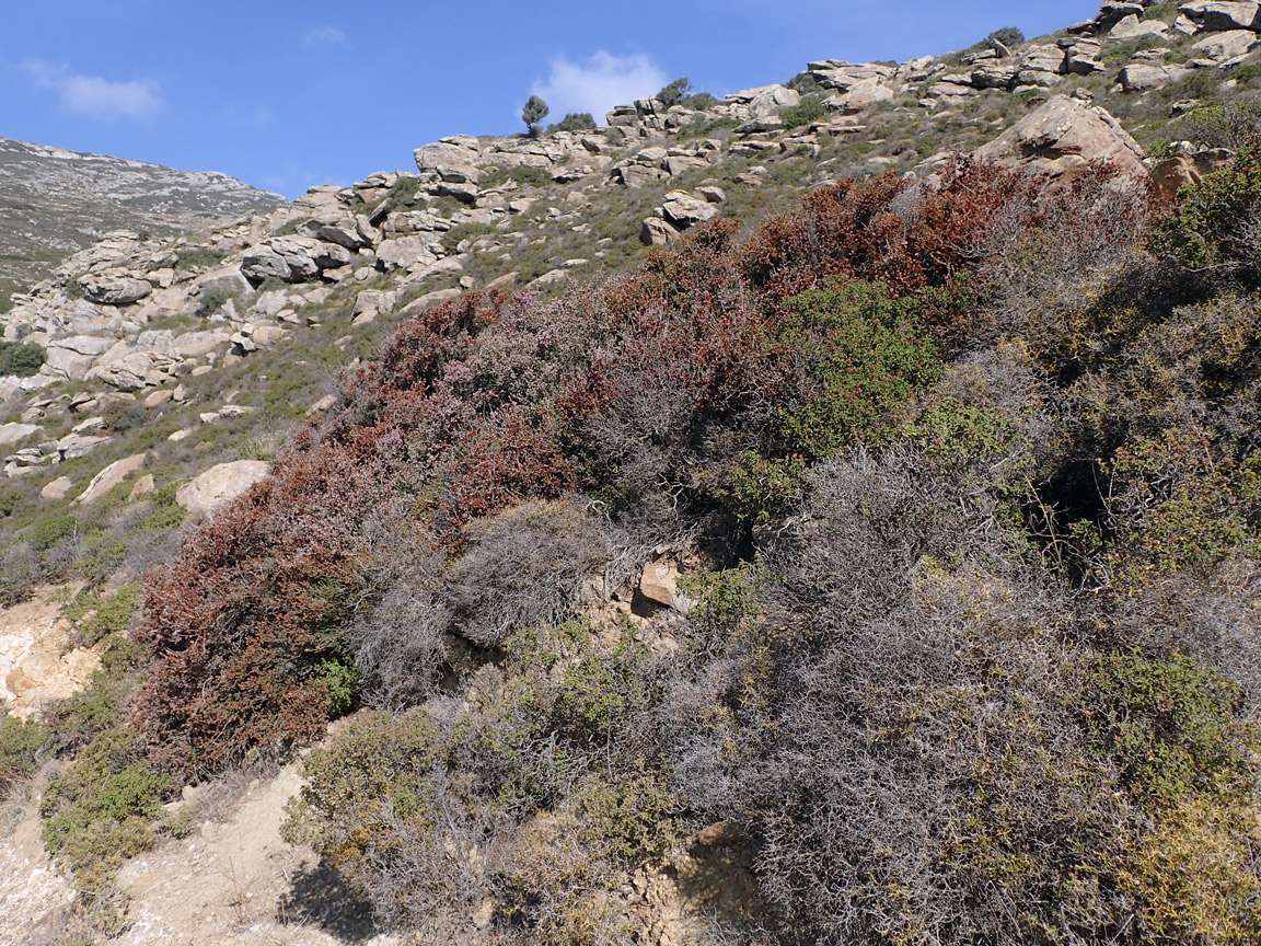 Остров Парос, image of landscape/habitat.