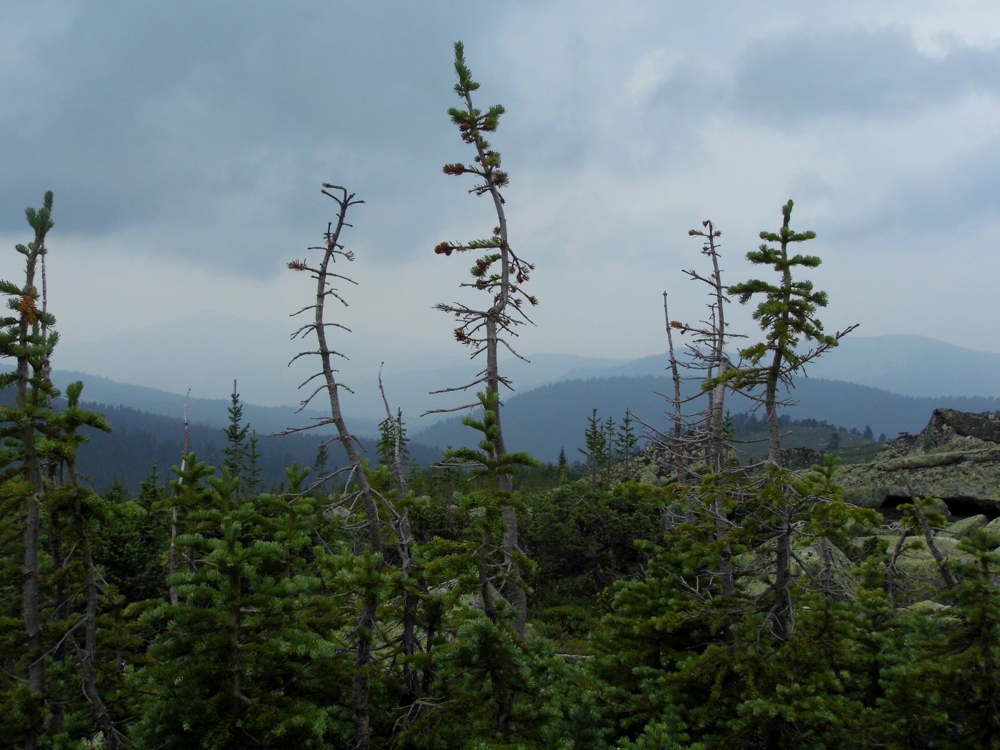 Юго-западный склон хребта Ергаки, image of landscape/habitat.