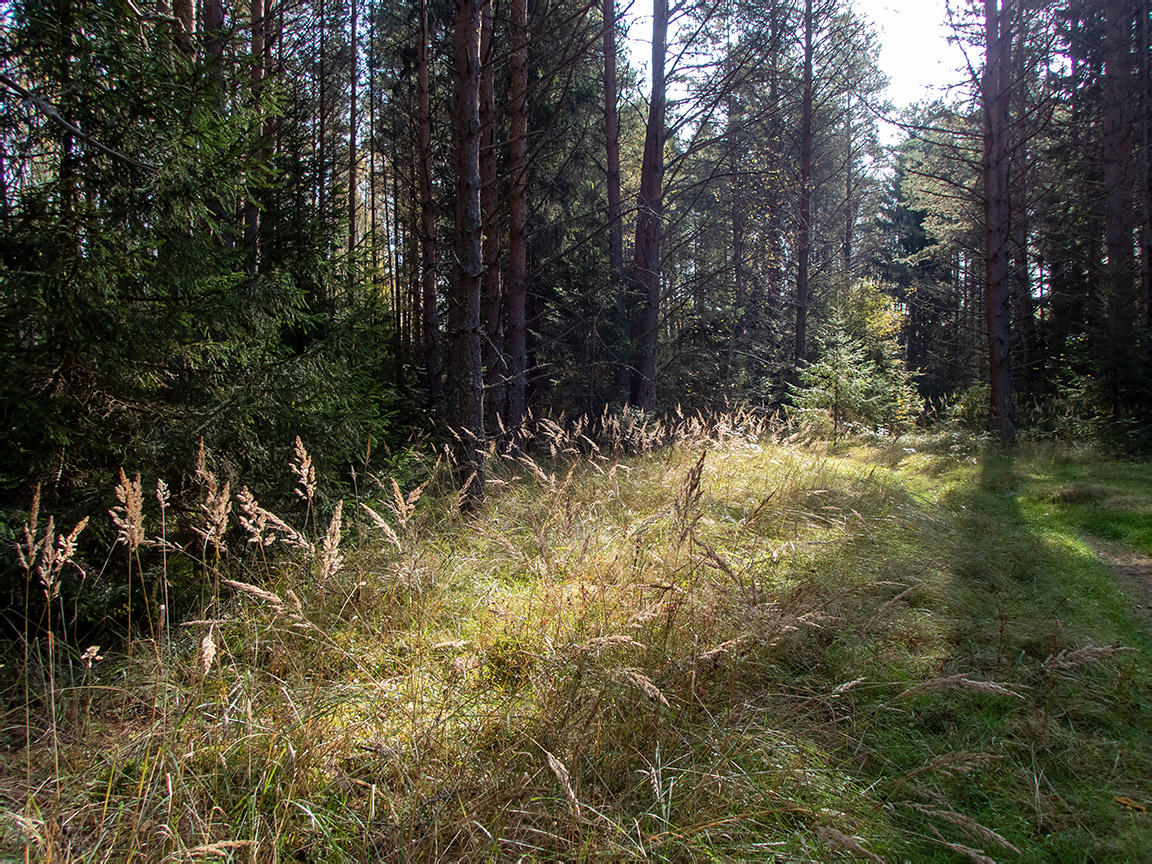 Замятино, image of landscape/habitat.