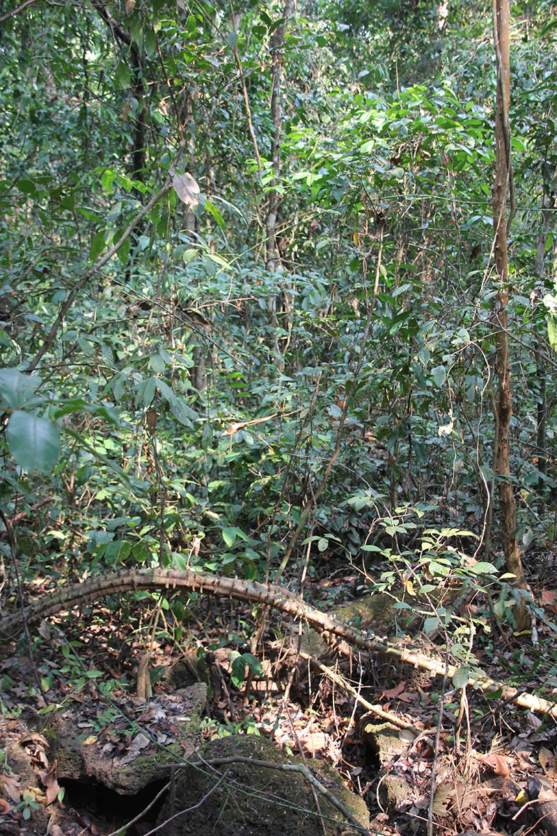 Кат Тьен, image of landscape/habitat.