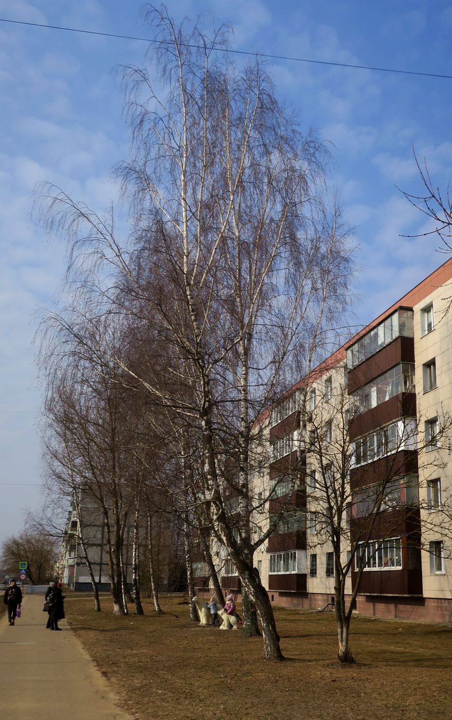 Электрогорск и его окрестности, изображение ландшафта.