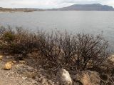 Урочище Алчак-Кая, image of landscape/habitat.