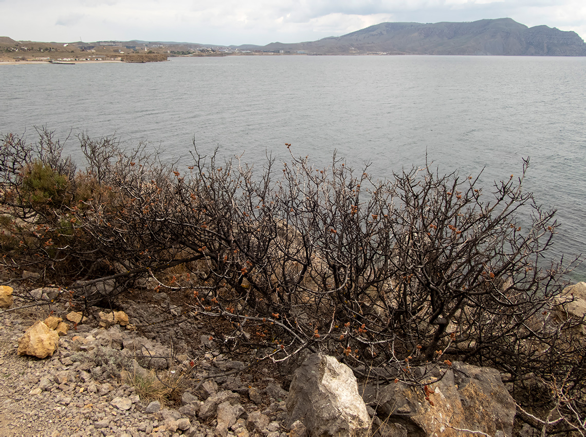 Урочище Алчак-Кая, image of landscape/habitat.