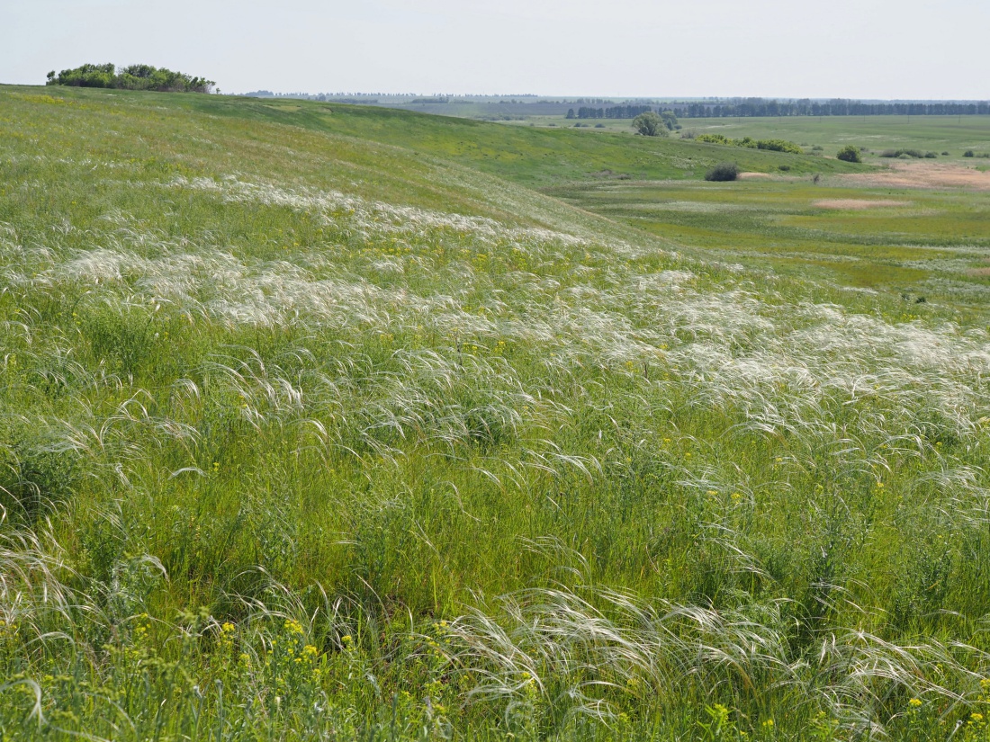 Долина реки Бирля и окрестности, image of landscape/habitat.