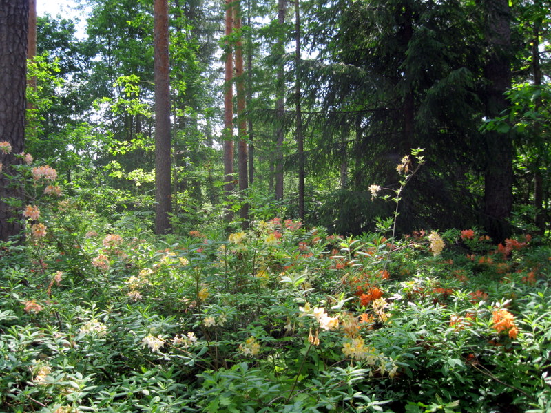 Арборетум Мустила, image of landscape/habitat.