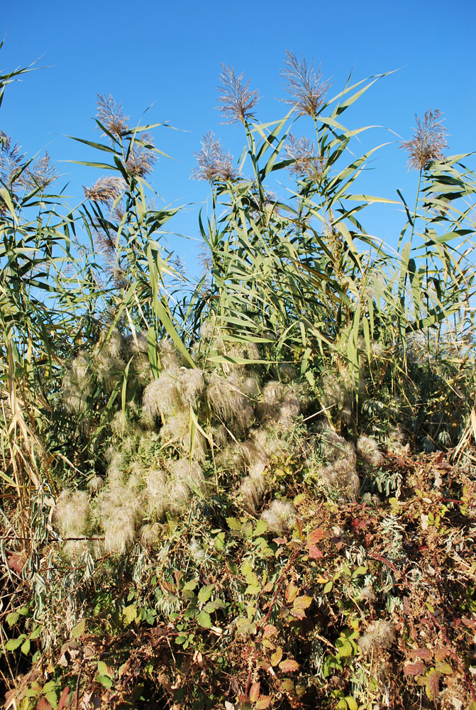 Поселок Улугбек, СЗЗ, image of landscape/habitat.