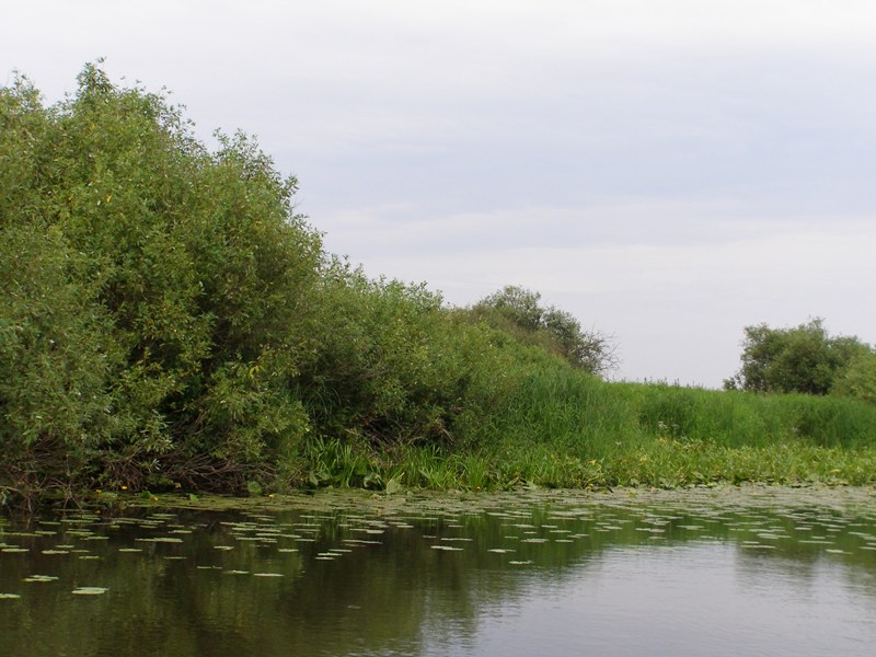 НПП "Деснянско-Старогутский", image of landscape/habitat.