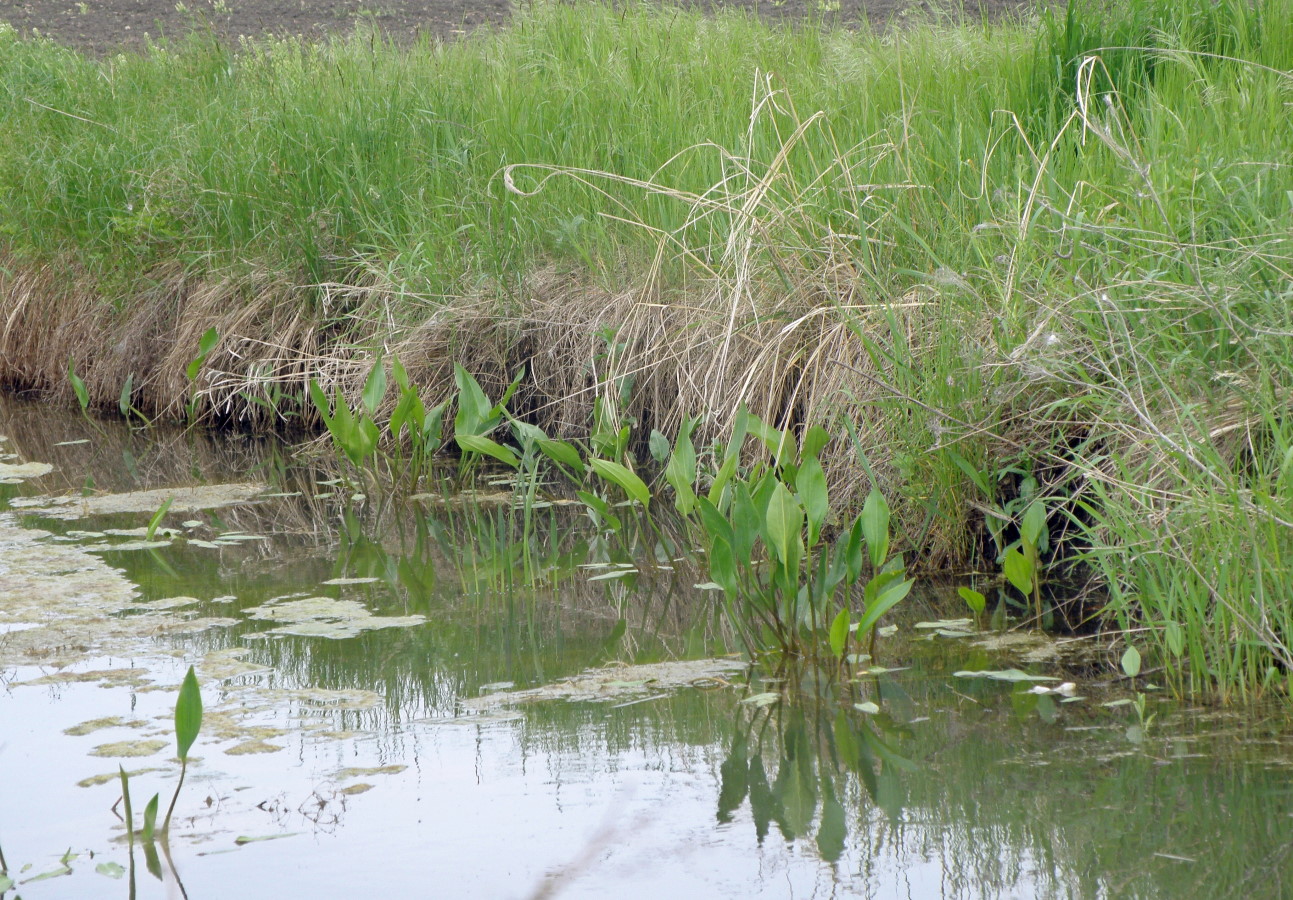 Мелиоративный канал, image of landscape/habitat.