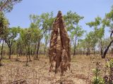 Kakadu, image of landscape/habitat.