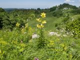 Черногор, image of landscape/habitat.