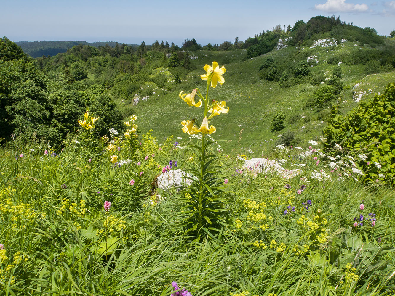 Черногор, image of landscape/habitat.