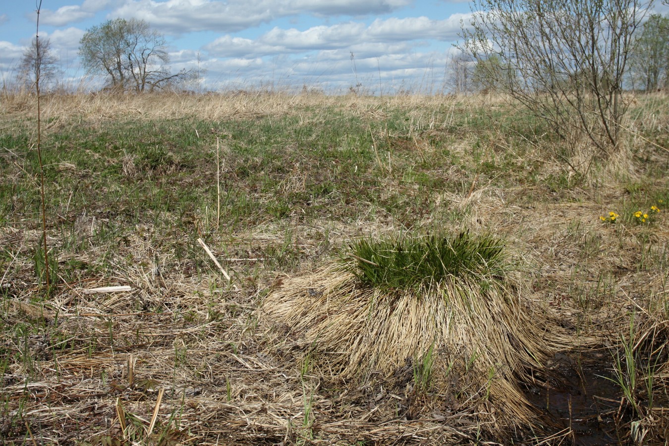 Езерище и окрестности, image of landscape/habitat.