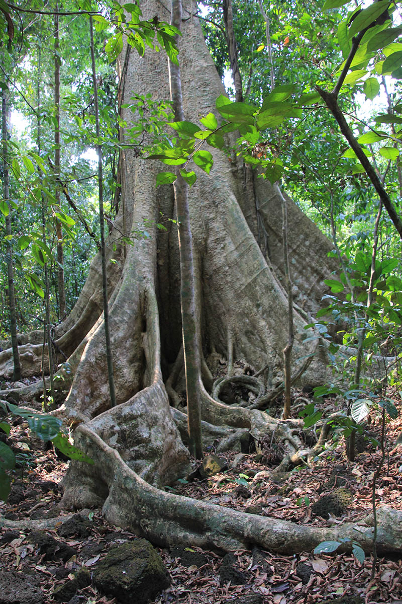 Кат Тьен, image of landscape/habitat.